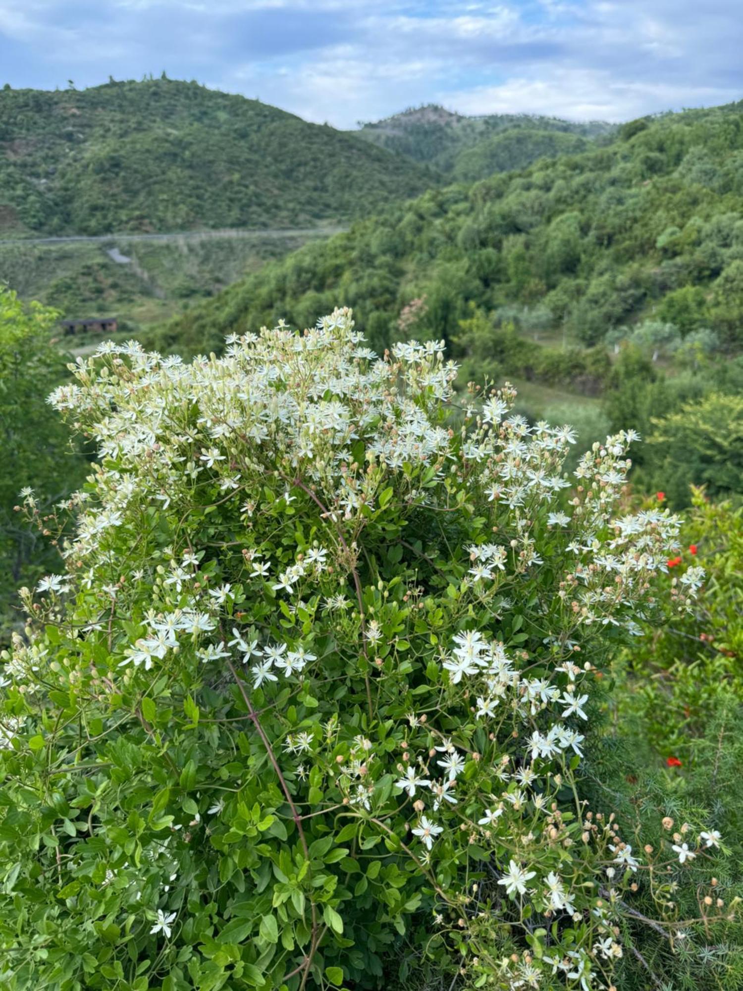 Qyteza Guest House & Camping Shkoder Ngoại thất bức ảnh